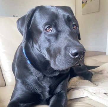Pluto, a black Labrador therapy dog, resting on a couch